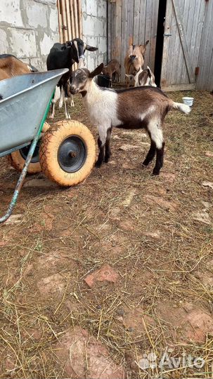 Альпийские козы