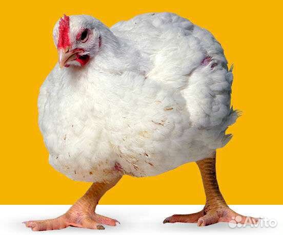 Цыплята Бройлер кобб-500
