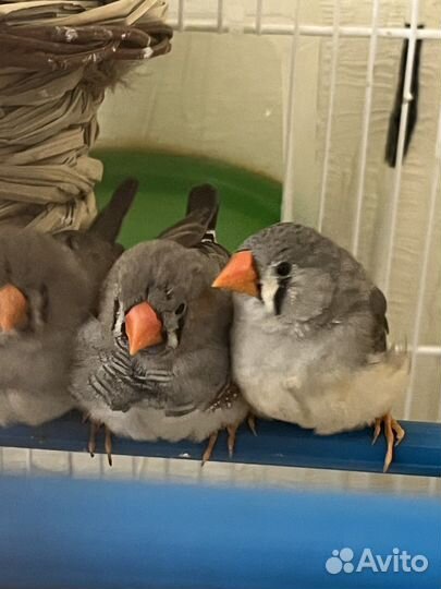 Зебровые амадины