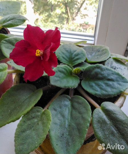 Фиалка комнатная 