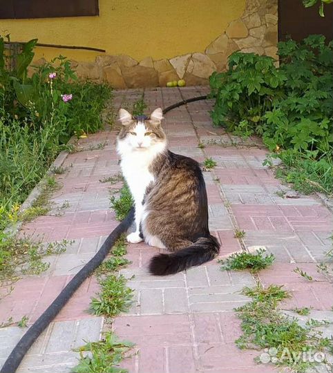 Ищем хозяев для кота-мышелова