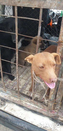 Миниатюрная Бренди ищет семью