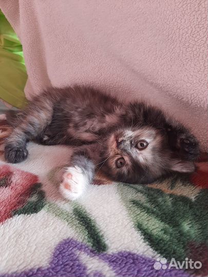 Милые котята ищут дом