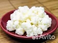 Молочный гриб