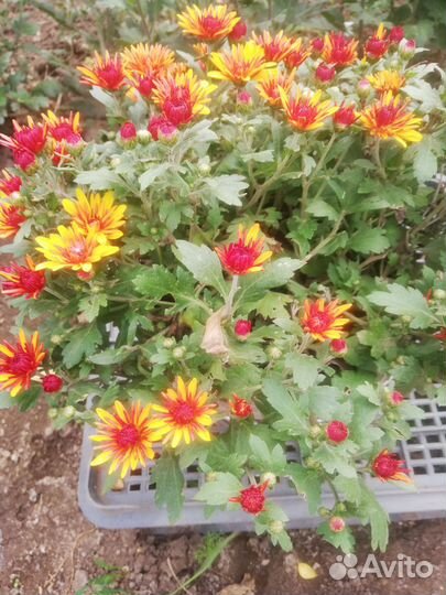 Хризантема мультифлора