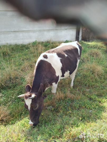 Коровы и телки стельные