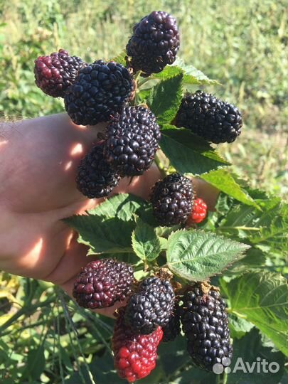 Ежевика ремонтантная Блэк Джем (Black Gem)