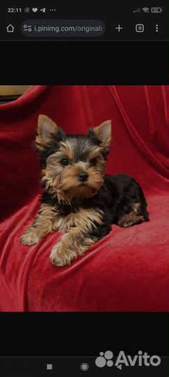 Возьму бесплатно собаку на передержку