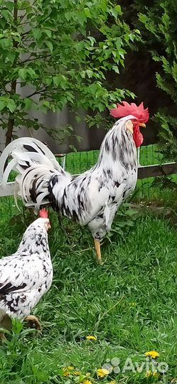 Цыплята легорн долматинец