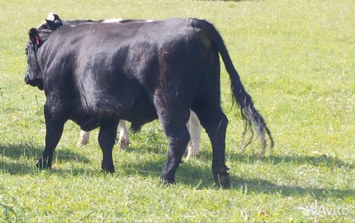 Быки на племя