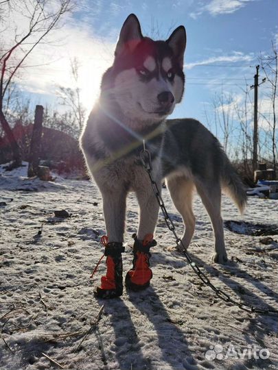 Ботинки для собак шью