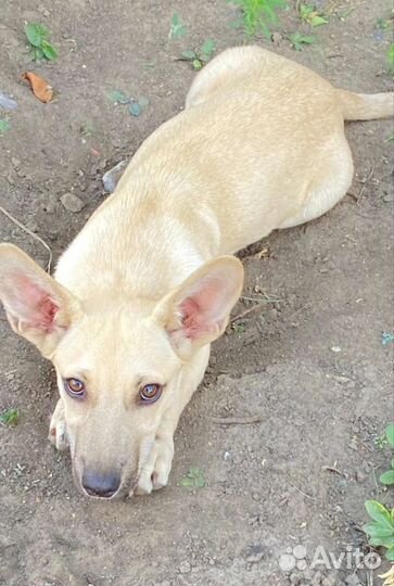 Щенок мальчик в добрые руки