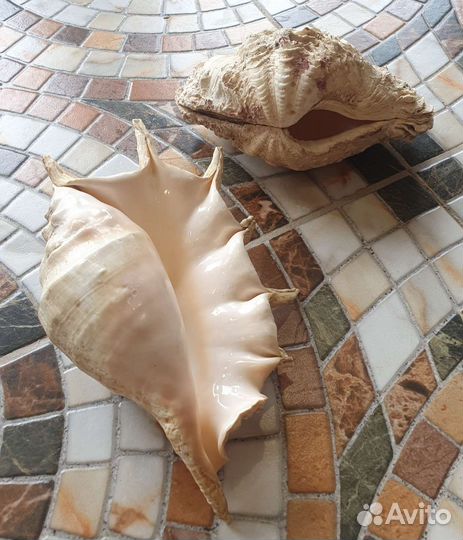 Большие морсие раковины