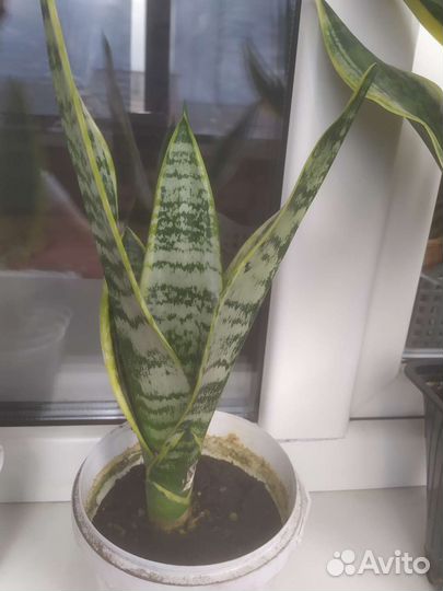 Сансевиерия