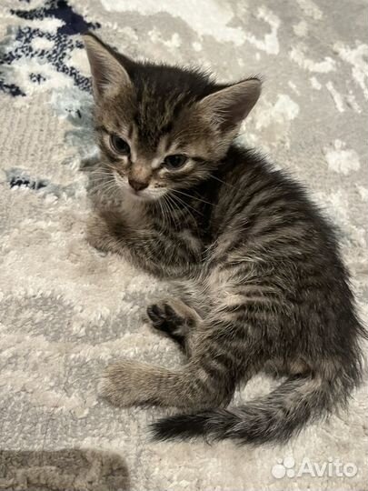 Отдам котенка мальчик