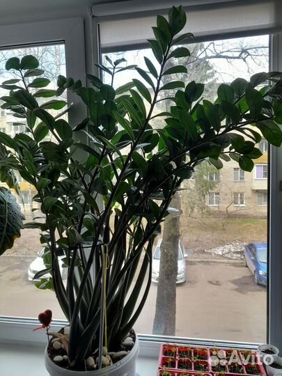 Комнатные цветы