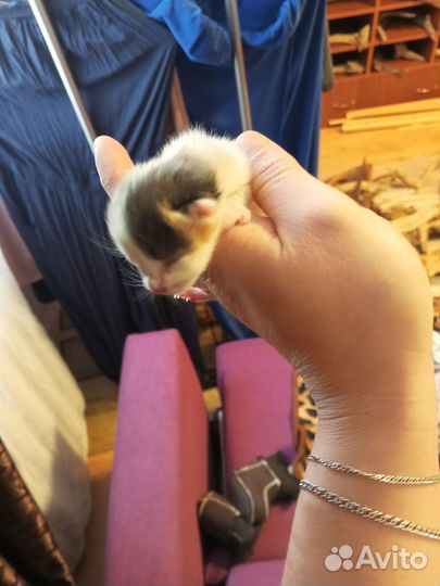 Отдам котят богаток через месяц