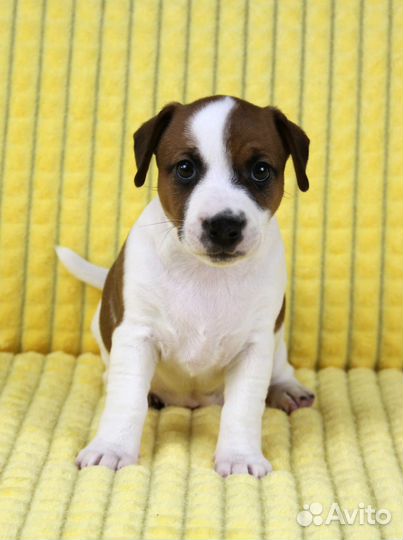 Щенки джек Рассел терьер гладкошерстный