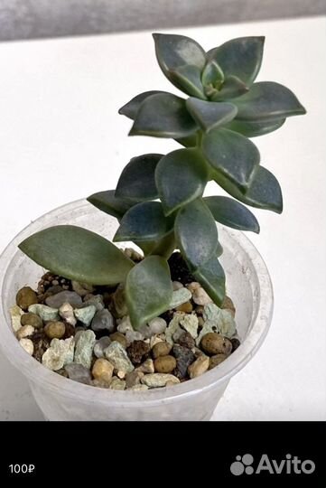 Суккуленты