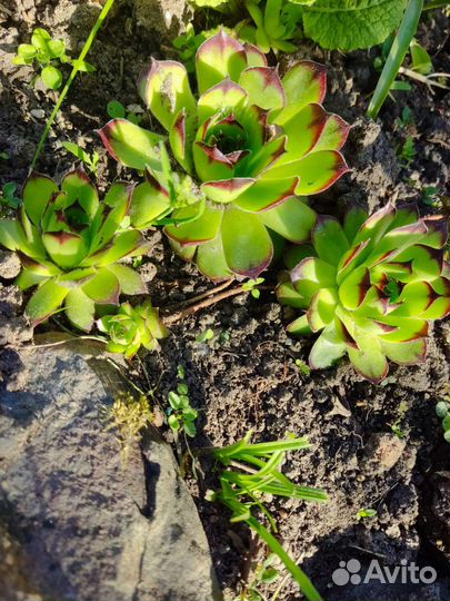 Молодило (каменная роза)