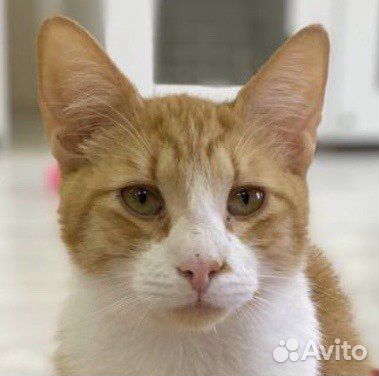 Печальный игрун