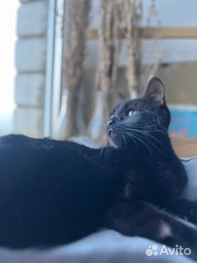 Отдается кошка