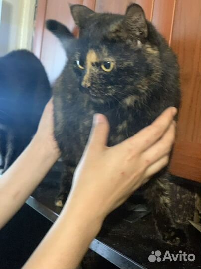 У кошки умер хозяин