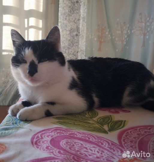 Кот Афанасий