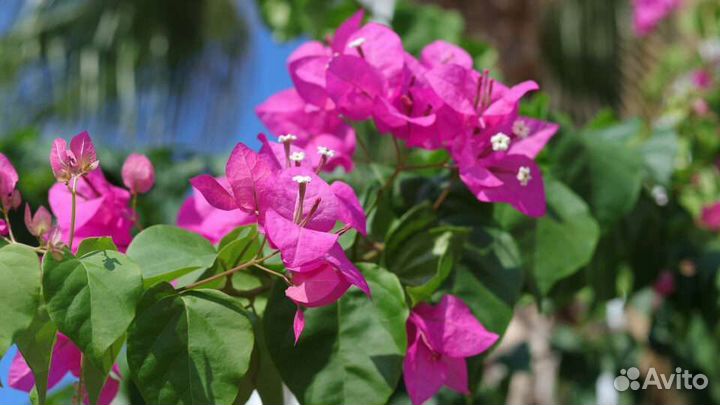 Бугенвиллия разные сорта
