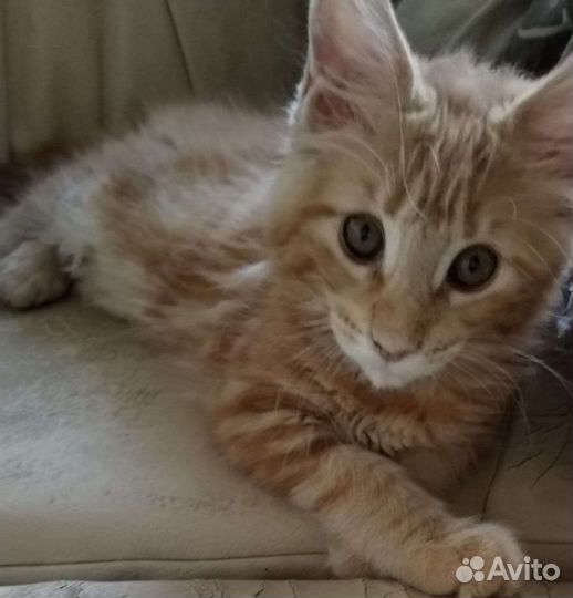 Мейн-кун котята