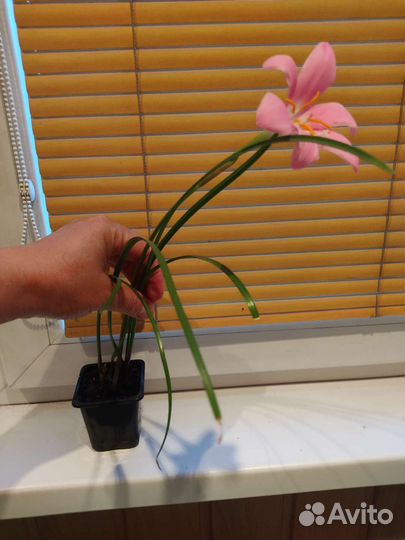 Зефирантес выскочка