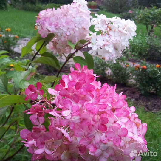 Гортензия метельчатая Ваниль Фрайз