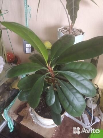 Фикус (Ficus cyathistipula)