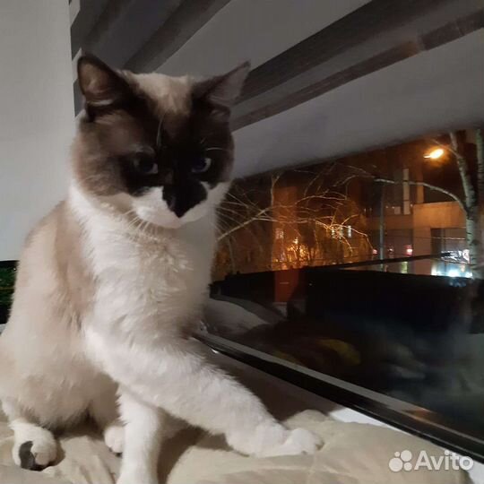 Сиамский кот вязка