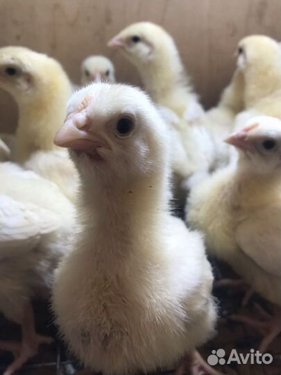 Бройлер смена 9