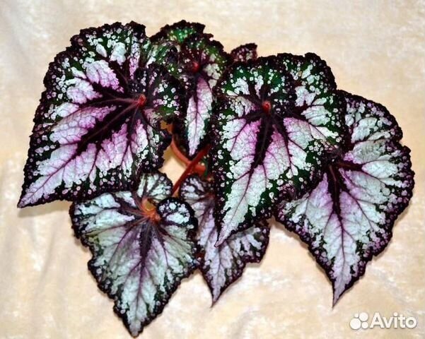 Бегония DS-Изобилие