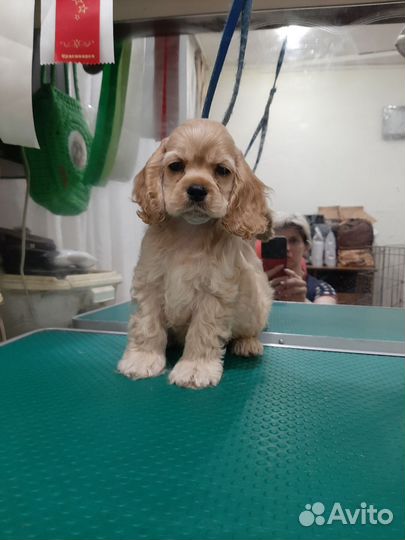 Кокер спаниель