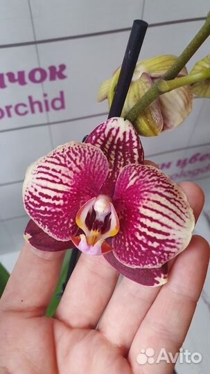 Орхидея фаленопсис цветущая в ассортименте