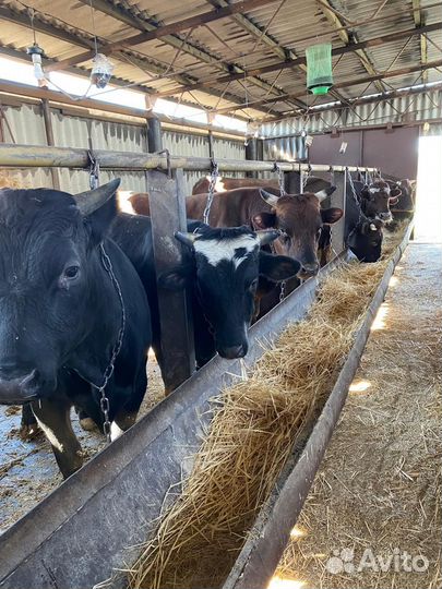 Быки бычки крс