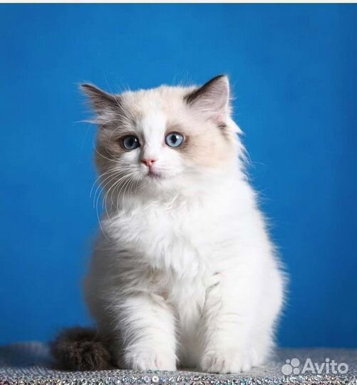 Котята рэгдолл