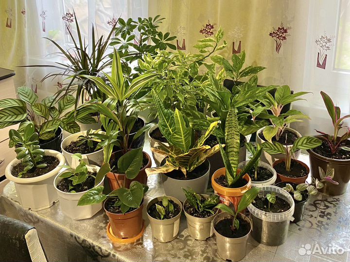 Комнатные цветы