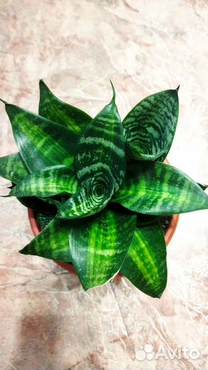 Сансевиерия Аубрутиана Дракон,Тайгер Стар
