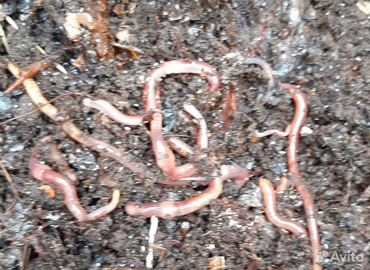 Черви красные