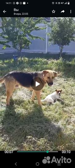 Собака в добрые руки