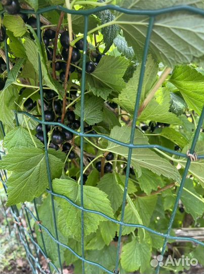 Ягоды свежие