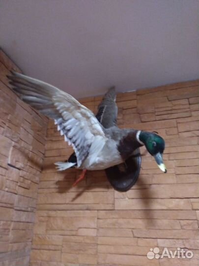 Чучела разные