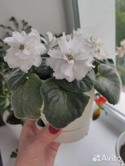 Детки сортовых фиалок