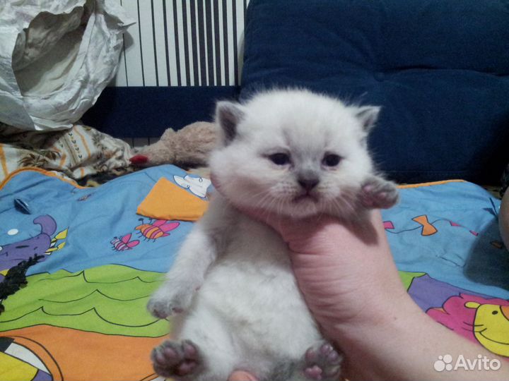 Шотландские котята