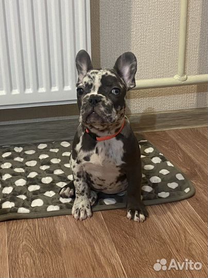 Гостиница для собак передержка