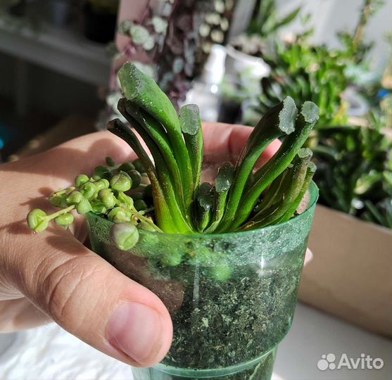 Хавортии